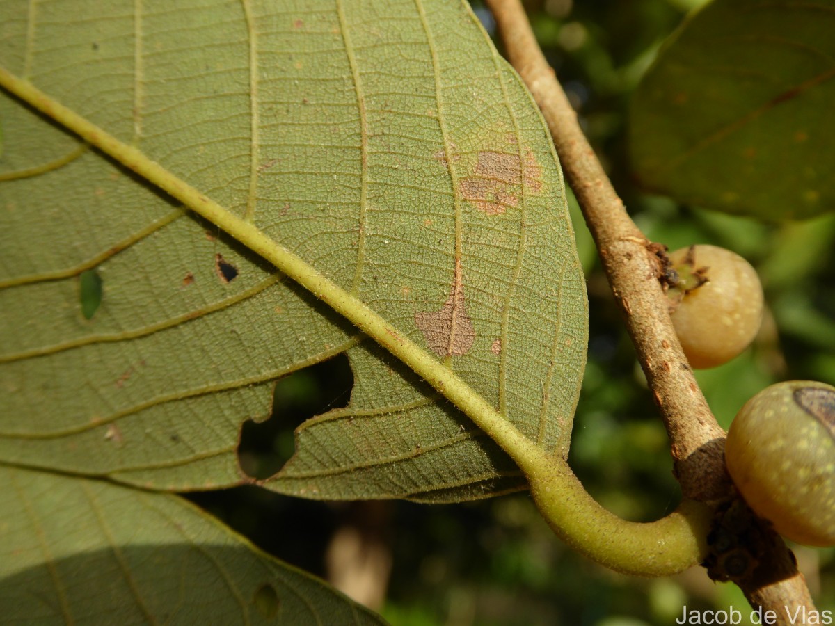 Bridelia retusa (L.) A.Juss.
